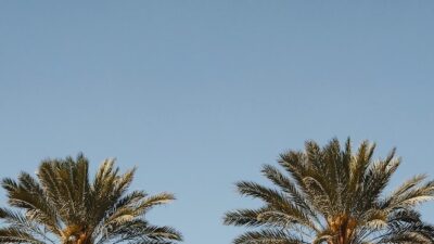 green palm trees across blue sky